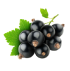Cassis