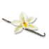 Vainilla
