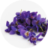 Violeta