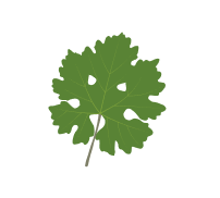 hoja