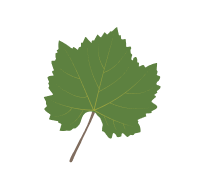hoja