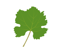 hoja