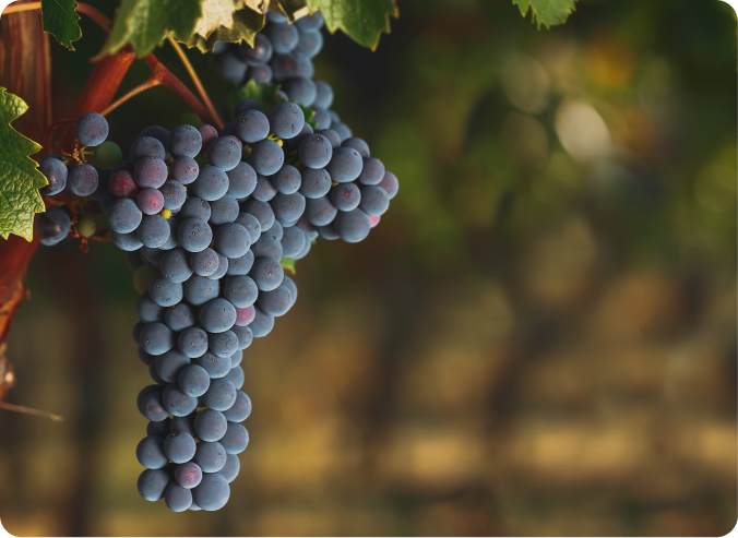 uvas