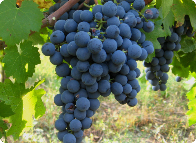 uvas