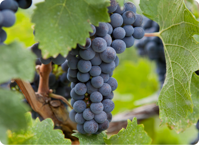 uvas