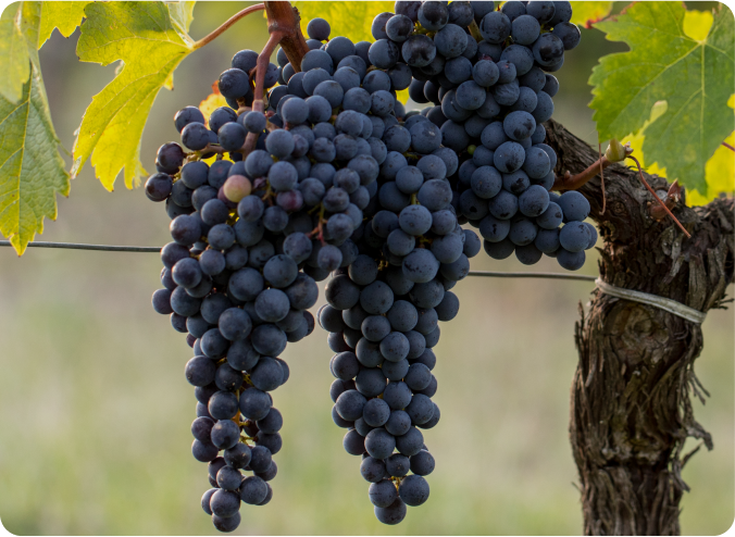 uvas