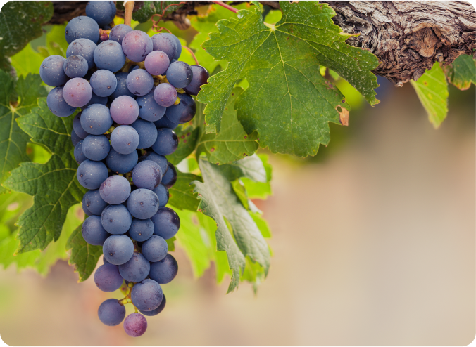 uvas